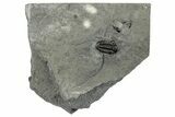 Prone Eldredgeops Trilobite Fossil - New York #285638-1